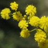 iMimosa