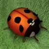 Ladybug Dreams