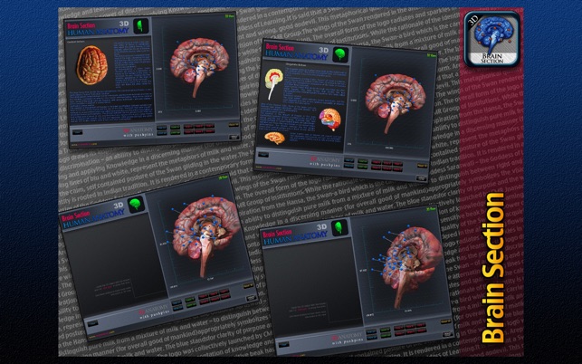 Brain Section 3D(圖4)-速報App