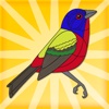 BirdBeat - Birder's iField Notebook: Songbird Edition