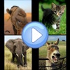 Animal Quiz HD : for iPad