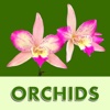 Orchid Wallpaper Lite