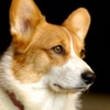 Welsh Corgis - Small Dog Series