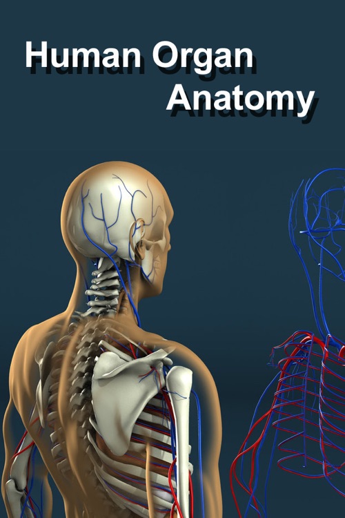 VISUAL: Organ Anatomy