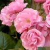 101 Tips for Growing and Enjoying Your Own Great Rose Garden