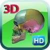 3D Human Skeleton Skull HD