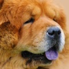 Chow Chows