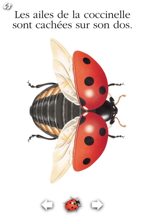 La coccinelle Lite pour iPhone