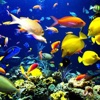 Sea Life Videos - Ocean & Marine Creatures