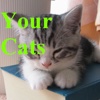 YourCats (with Ad)