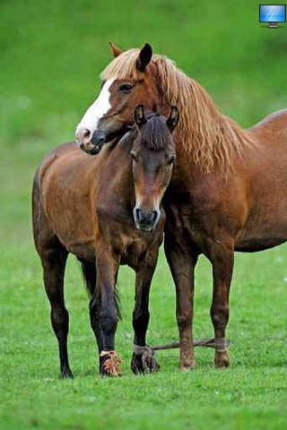 Lovely Horses