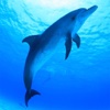 バハマ ドルフィンサイト / Bahamas Dolphin Site