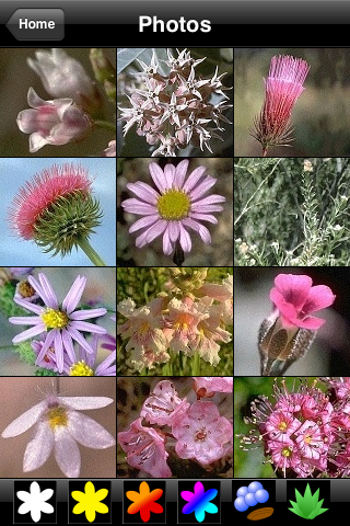 California Wildflowers screenshot 2