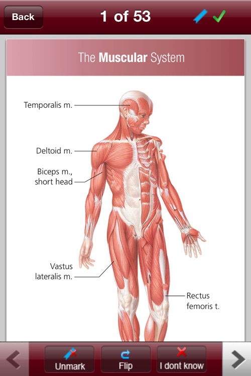 Anatomy & Physiology Flash Cards