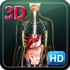 3D Human Digestive HD