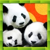 三只熊猫 (The Three Pandas, Chinese version)