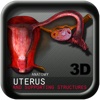 Anatomy Uterus and supporting Structures