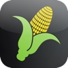 Corn Yield Calculator