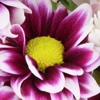 Amazingly Flower Tap Puzzles - free for iPad