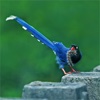 Avian Treasures:Unique Birds Of Taiwan