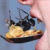 Eat Insects!