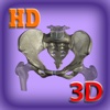 3D Medical Human Skeleton Hip HD