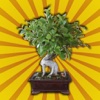 Bonsai Manager