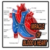 THE BLOOD AND HEART MIRACLES