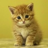 Cute Kitten Sounds