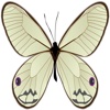 Butterfly Tattoos (Pack I)