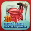 3D Medical Human Muscle Of Tongue