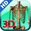 3D Human Skeletons Female HD