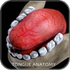 Tongue Anatomy