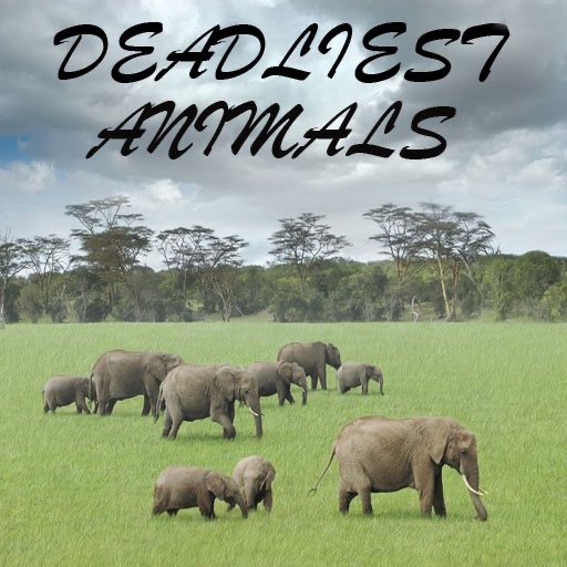 Deadliest Animals
