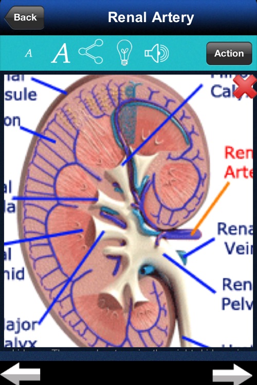 A-Z: Full Body Anatomy screenshot-3
