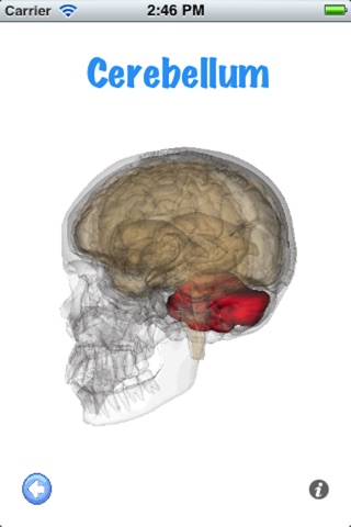 Brain Structures and Functions screenshot 2