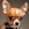 Chihuahua Cute Chihuahua Cute