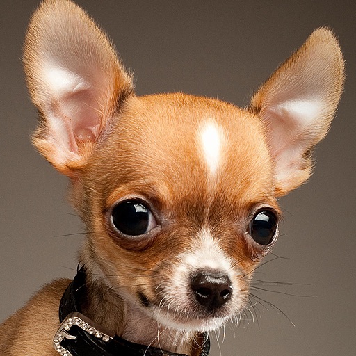 Chihuahua Cute Icon