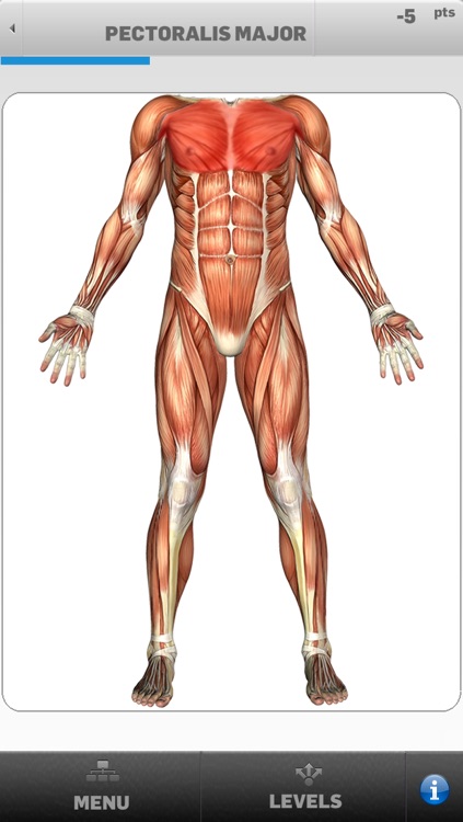 Muscular Anatomy Game Lite screenshot-3