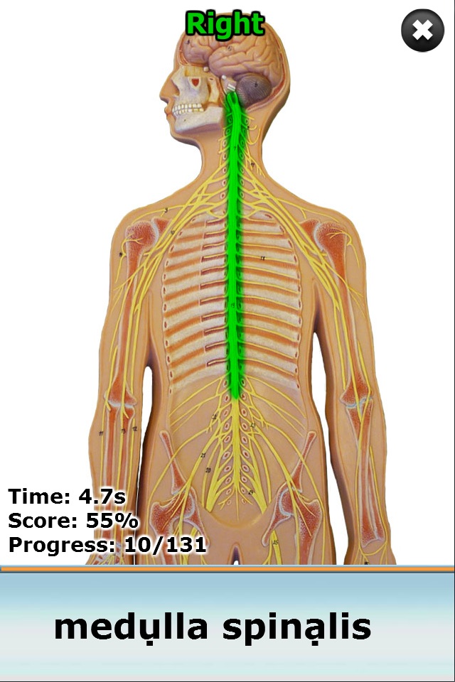 Anatomy Star - CNS (the Brain) screenshot 4