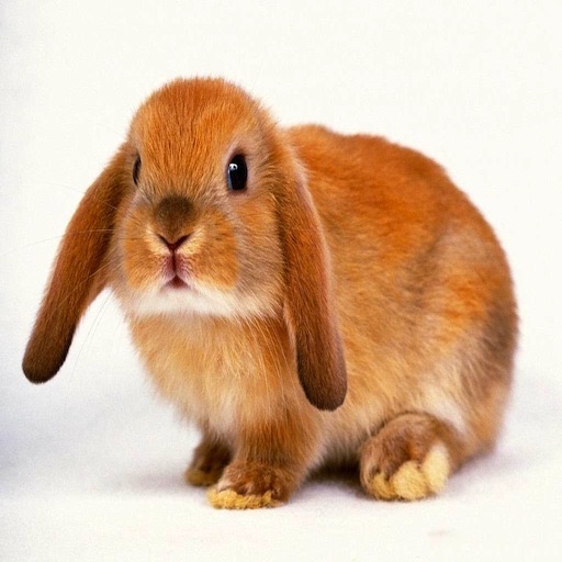 Rabbit Wallpapers HD