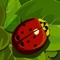ladybug&ball
