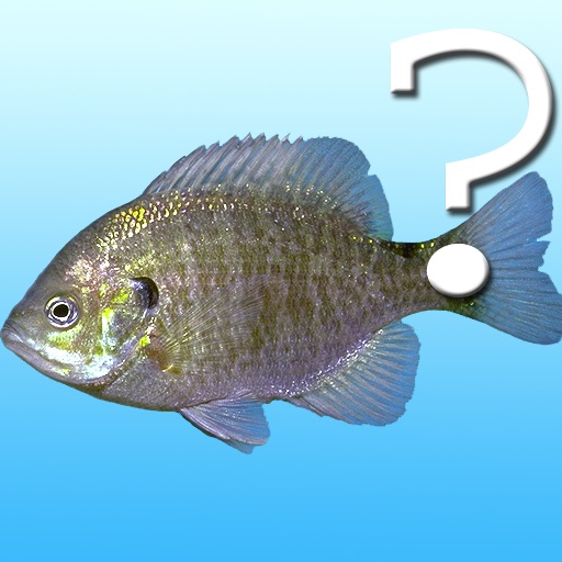 A Name Of This Fish icon