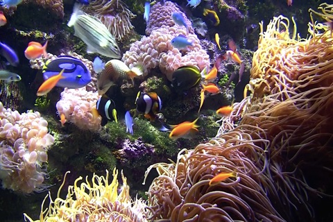 Aquarium Live screenshot 2
