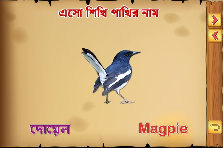 Bengali Birds