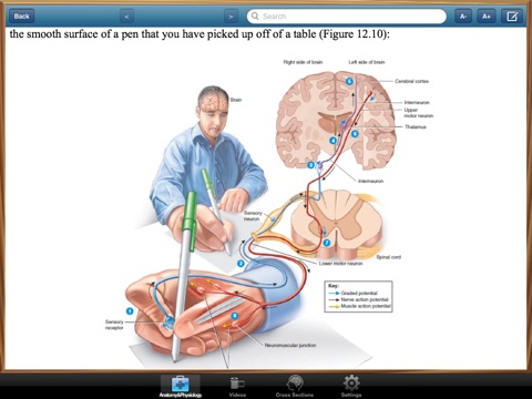 Anatomy & Physiology screenshot 4