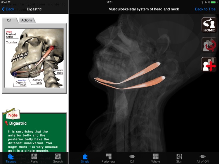 DS ANATOMY HEAD & NECK