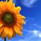 Thousands of Cool Wallpapers for iPad