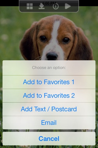 Dogs & Puppies Wallpapers for iPhone - LITE screenshot 2
