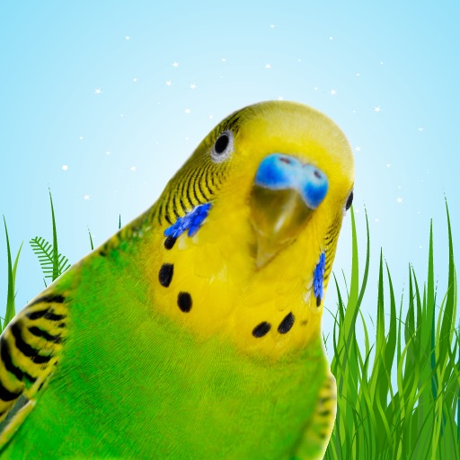 Parakeets Icon